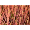 bellaflora Gartencenter GmbH