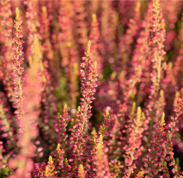 Winterharte Knospenheide Gardengirls® 