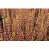 bellaflora Gartencenter GmbH