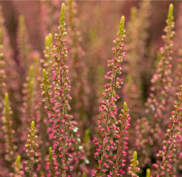 Winterharte Knospenheide Gardengirls® 