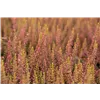 bellaflora Gartencenter GmbH