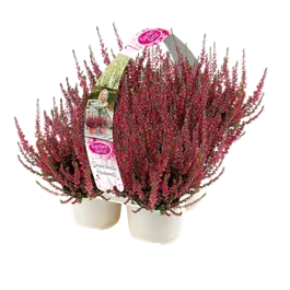 Calluna vulgaris Garden Girls 6er Pack