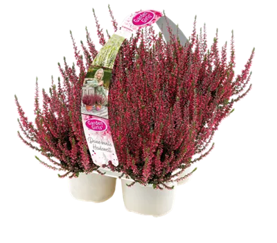 Calluna vulgaris Garden Girls 6er Pack