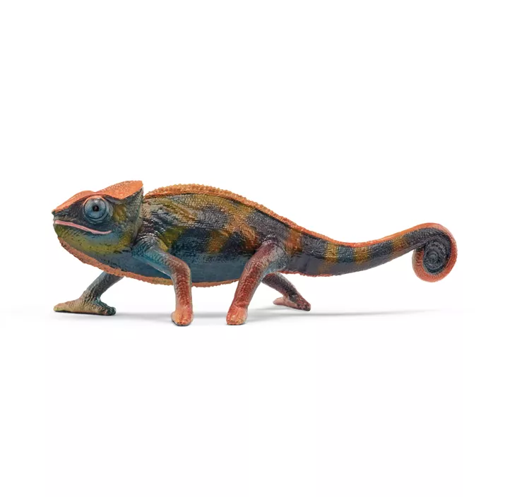Chamaeleon