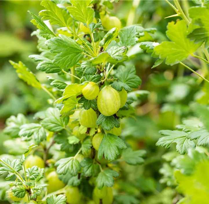 Stachelbeere 'Invicta' Stachelbeere 'Invicta'