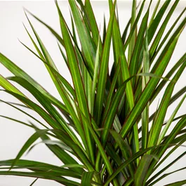 Dracaena reflexa Anita