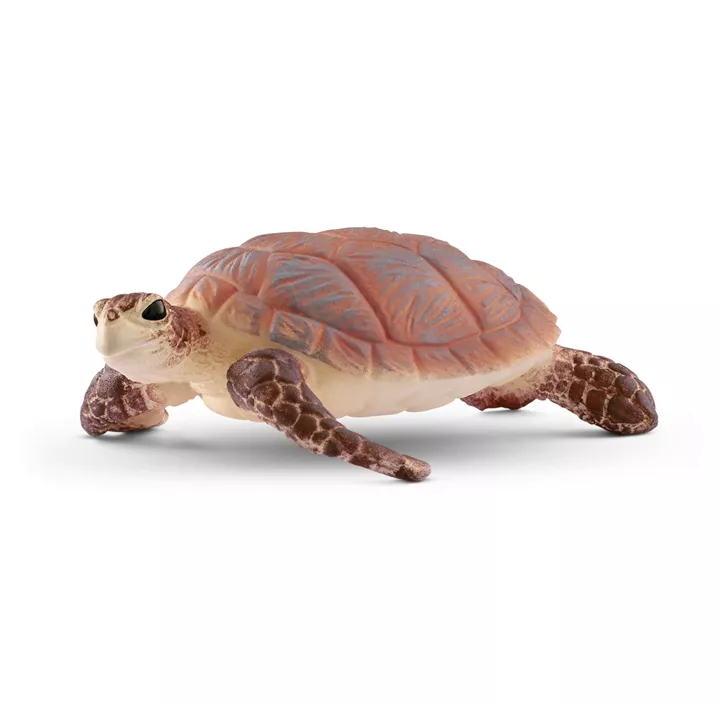 Echte Karettschildkröte