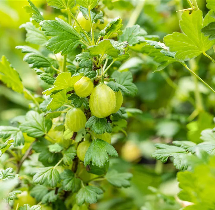 Stachelbeere 'Invicta' Stachelbeere 'Invicta'