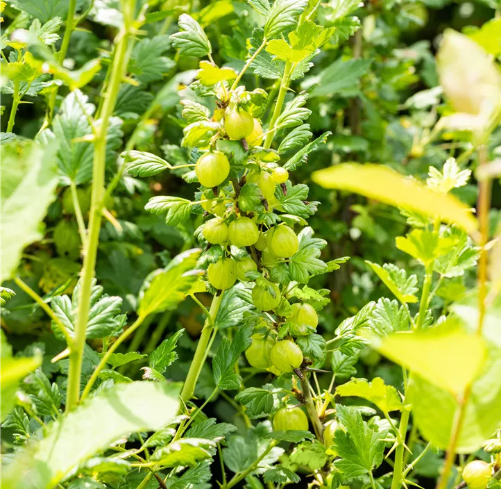 Stachelbeere 'Invicta' Stachelbeere 'Invicta'