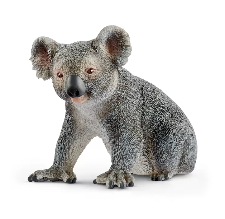 Koalabär