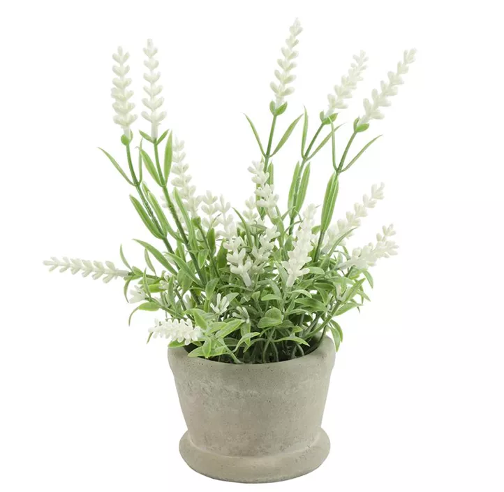 Lavendel