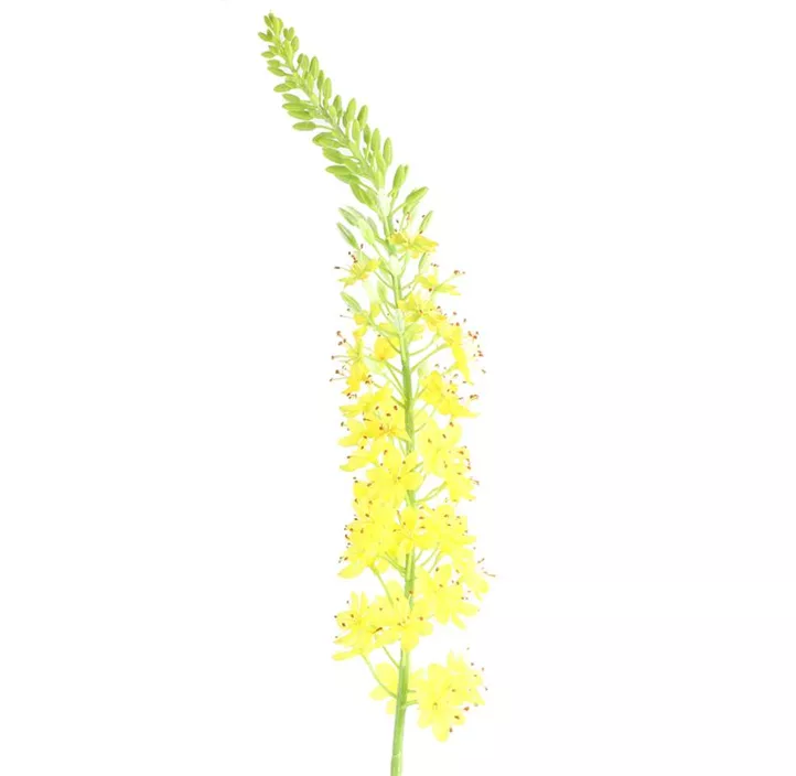 Lythrum