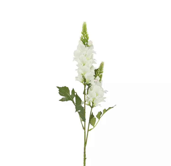 Lupine