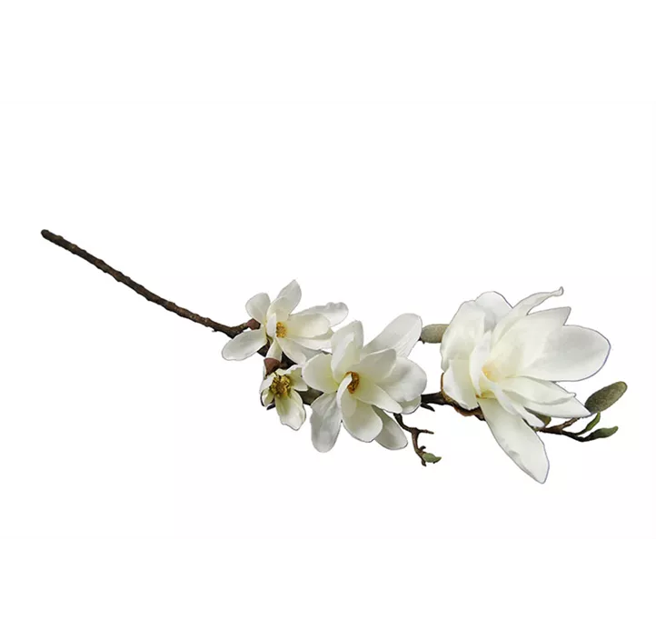 Magnolienzweig Chayca