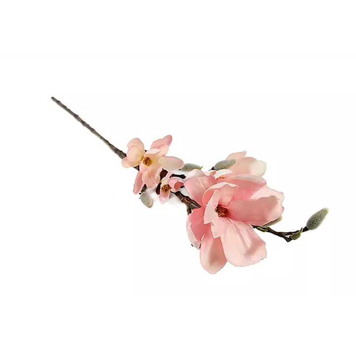 Magnolienzweig Chayca