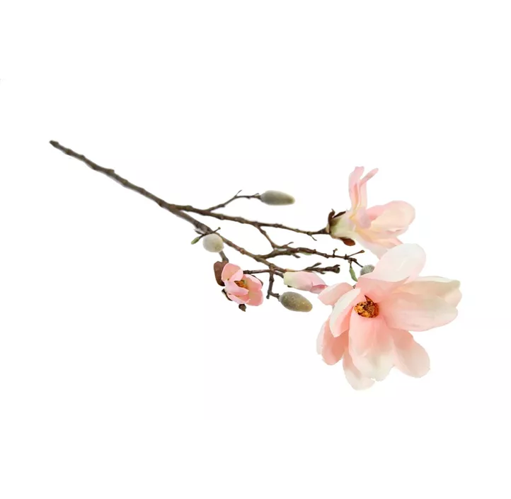Magnolienzweig Chayca