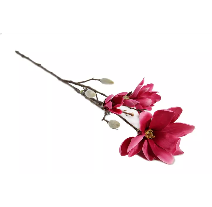 Magnolienzweig Chayca