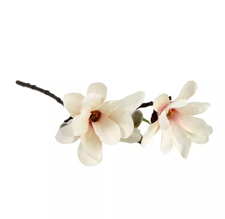 Magnolienzweig Chayca