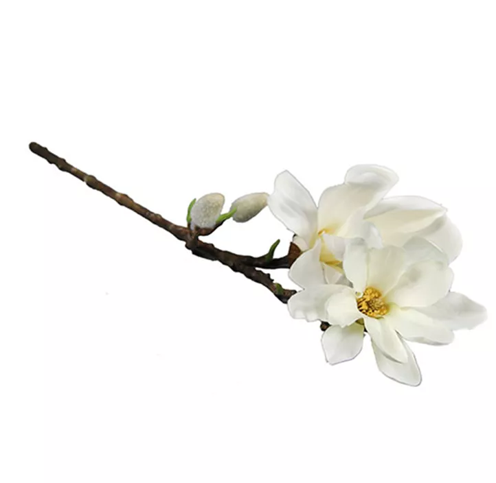 Magnolienzweig Chayca