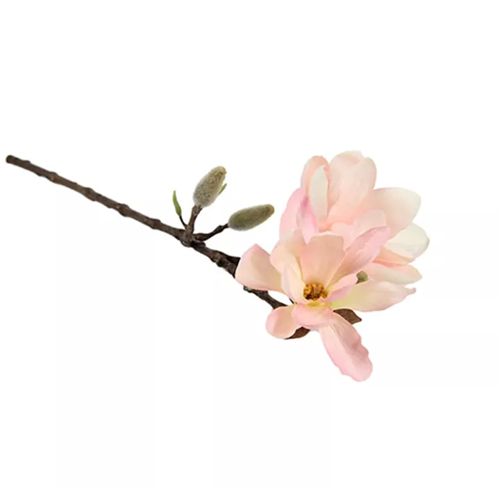 Magnolienzweig Chayca