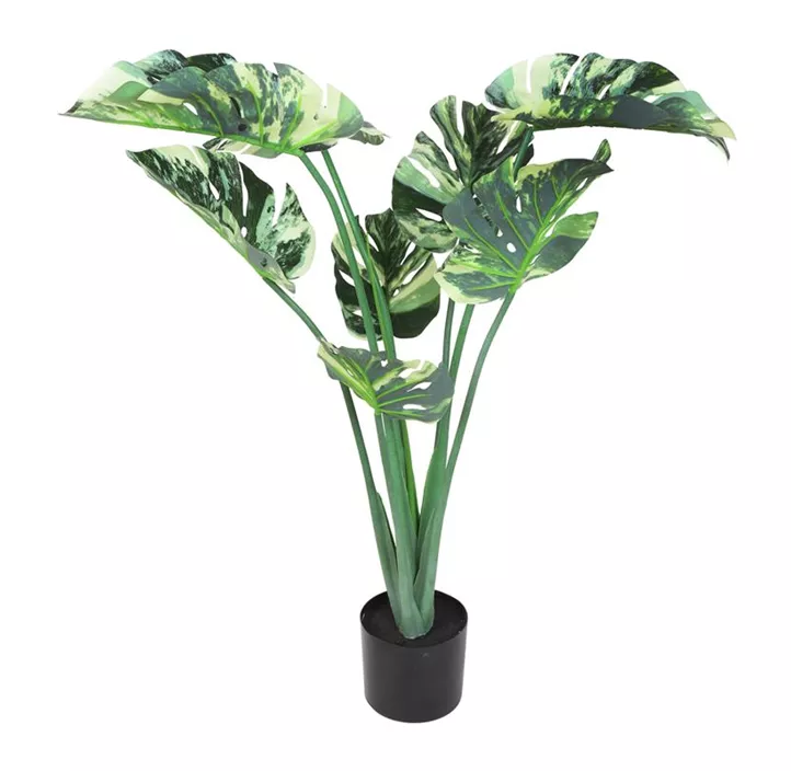 Monstera variegata