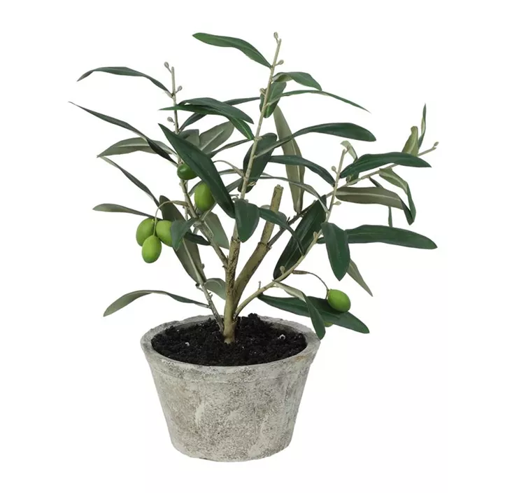 Olivenbaum