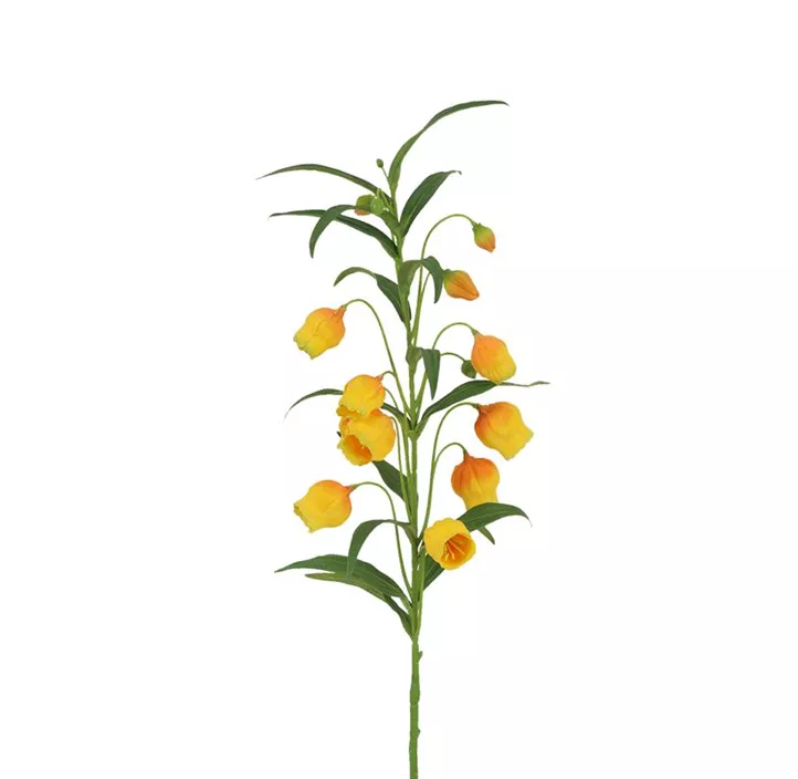 Sandersonia