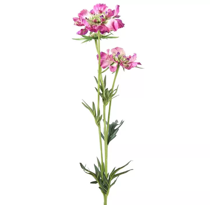 Scabiosa José