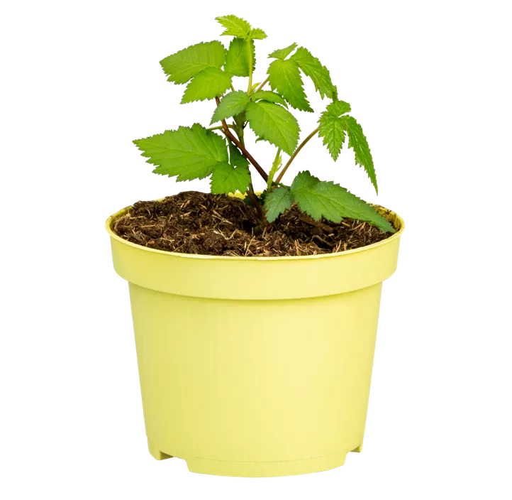 Herbstbrombeere Lowberry® 'Little Black Prince'® Herbstbrombeere Lowberry® 'Little Black Prince'®