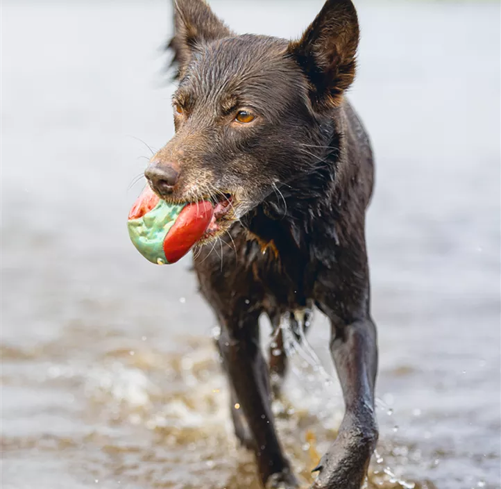 Hundespielzeug Splash Ball