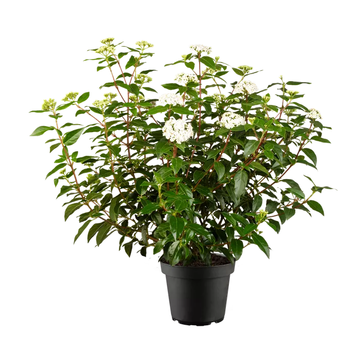 Lorbeer-Schneeball 'Eve Price'