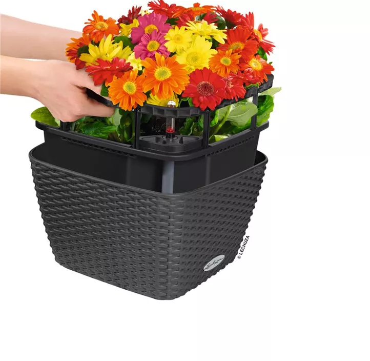 Lechuza Schale Bacino Cottage Komplettset