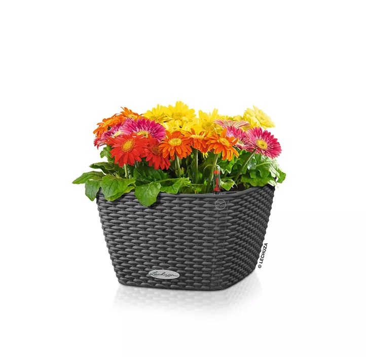 Lechuza Schale Bacino Cottage Komplettset