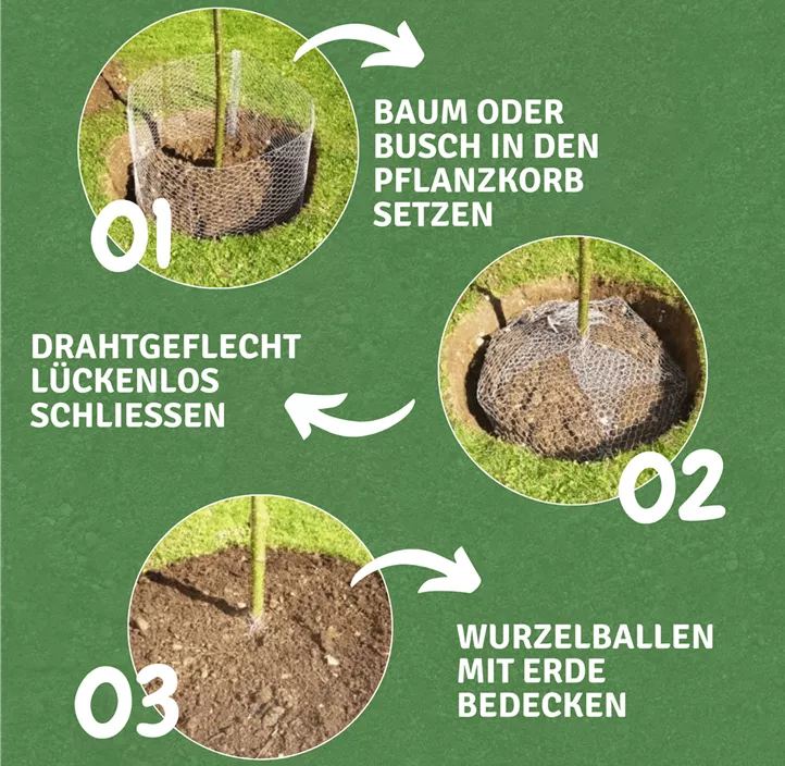 Wühlmauskorb aus Drahtgeflecht