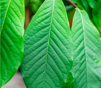 Asimina triloba Sunflower
