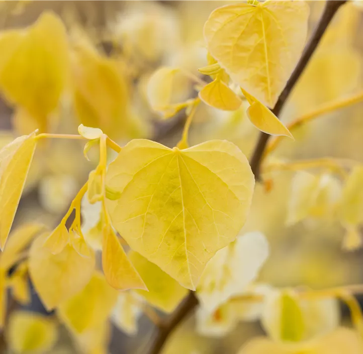 Kanadischer Judasbaum 'Rising Sun' Kanadischer Judasbaum 'Rising Sun'