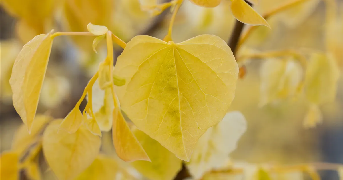 Cercis canadensis The Rising Sun, Kanadischer Judasbaum 'Rising Sun ...