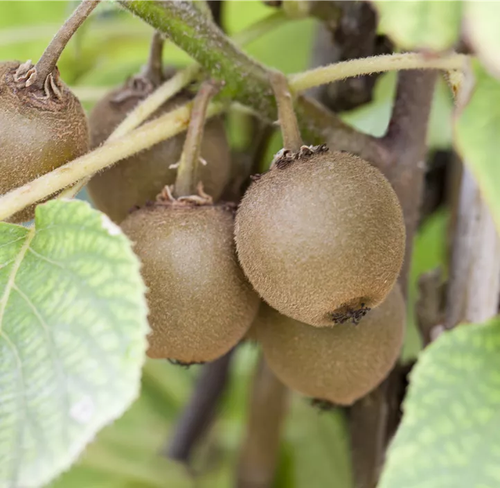 Kiwi 'Boskoop' Kiwi 'Boskoop'