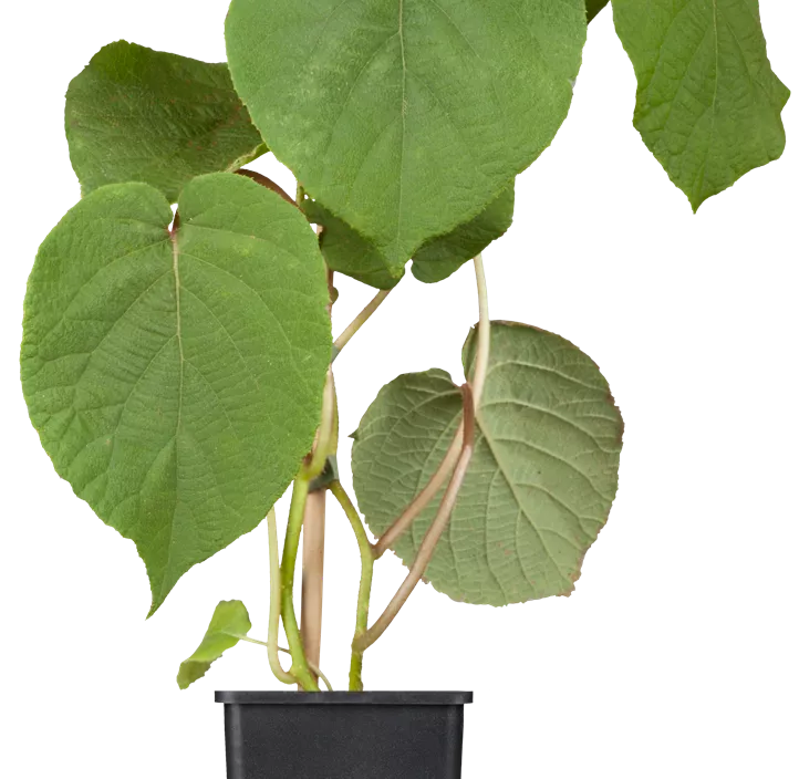 Kiwi 'Jenny' Kiwi 'Jenny'