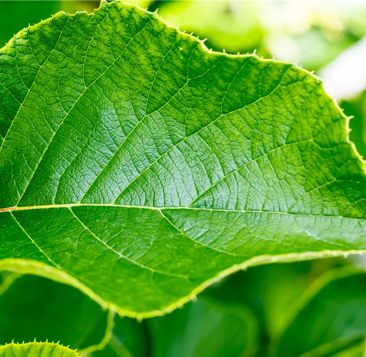 Kiwi 'Jenny' Kiwi 'Jenny'