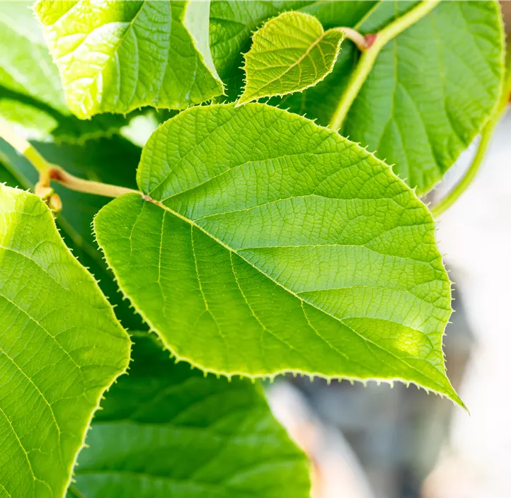 Kiwi 'Jenny' Kiwi 'Jenny'