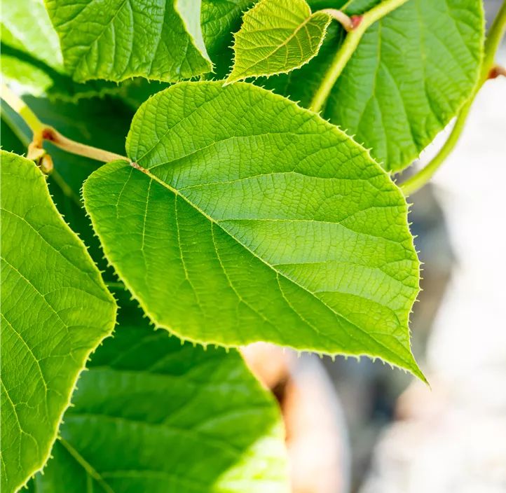 Kiwi 'Jenny' Kiwi 'Jenny'