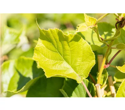 Actinidia deliciosa Jenny, 3 Liter Topf