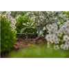 bellaflora Gartencenter GmbH