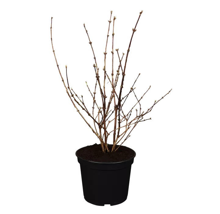 Rosendeutzie 'Mont Rose'