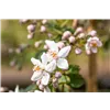 bellaflora Gartencenter GmbH