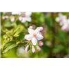 bellaflora Gartencenter GmbH