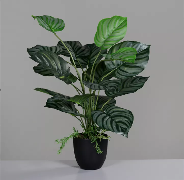 Calathea im Kunstofftopf