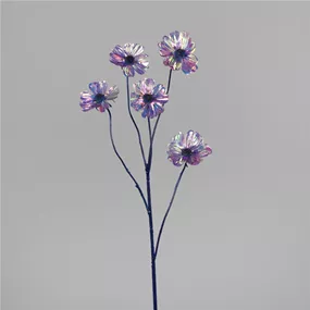 Cosmea irisierend