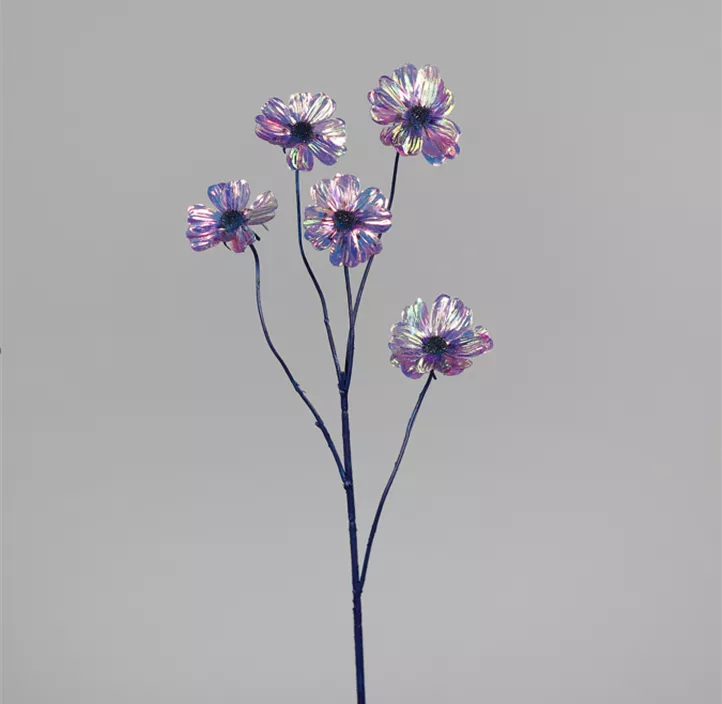 Cosmea irisierend